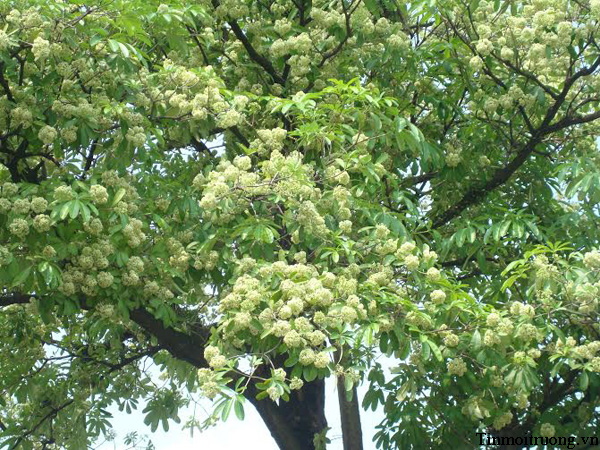 Khổ[-]sở[-]vì[-]..."Đặc[-]sản"[-]Hà[-]Nội